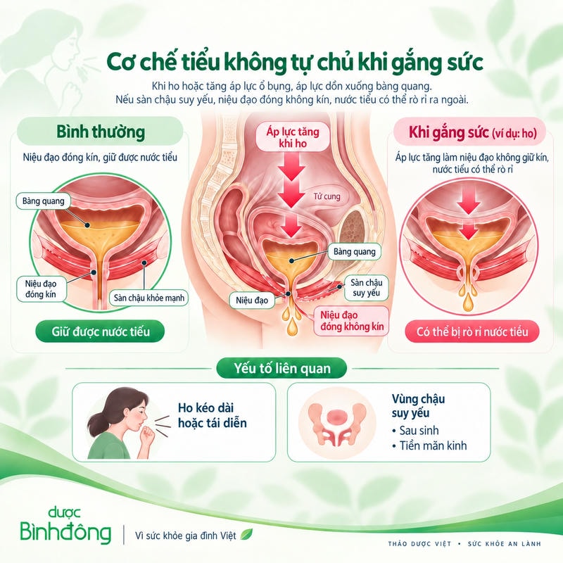 Sơ đồ són tiểu gắng sức: ho tăng áp lực bàng quang, dễ rò tiểu khi sàn chậu suy yếu