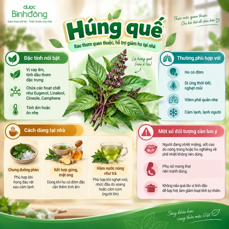 Infographic về húng quế, gồm đặc tính cay ấm, ba cách dùng tại nhà và các lưu ý khi sử dụng.