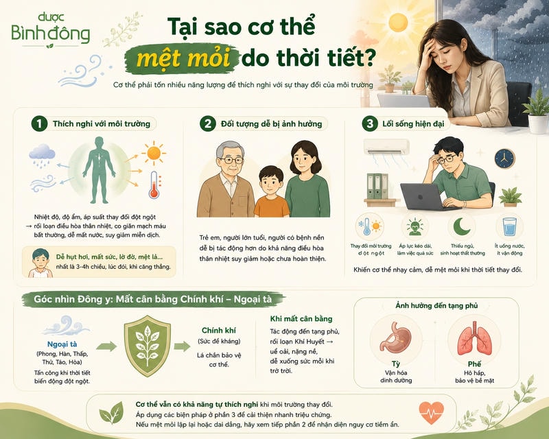 Infographic mệt mỏi do thời tiết gồm thích nghi môi trường, nhóm dễ ảnh hưởng, lối sống và góc nhìn Đông y.