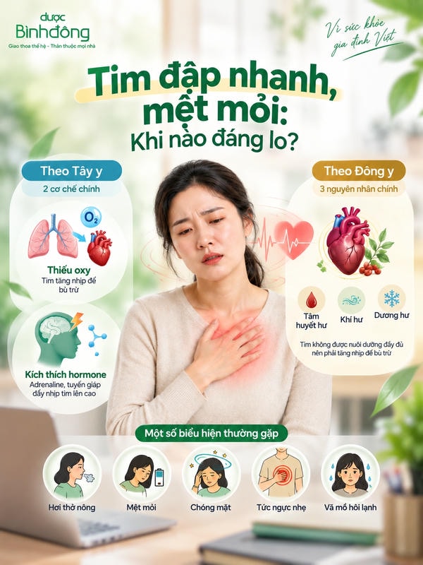 Infographic lý giải mệt mỏi kèm tim đập nhanh theo Tây y, Đông y và biểu hiện thường gặp.