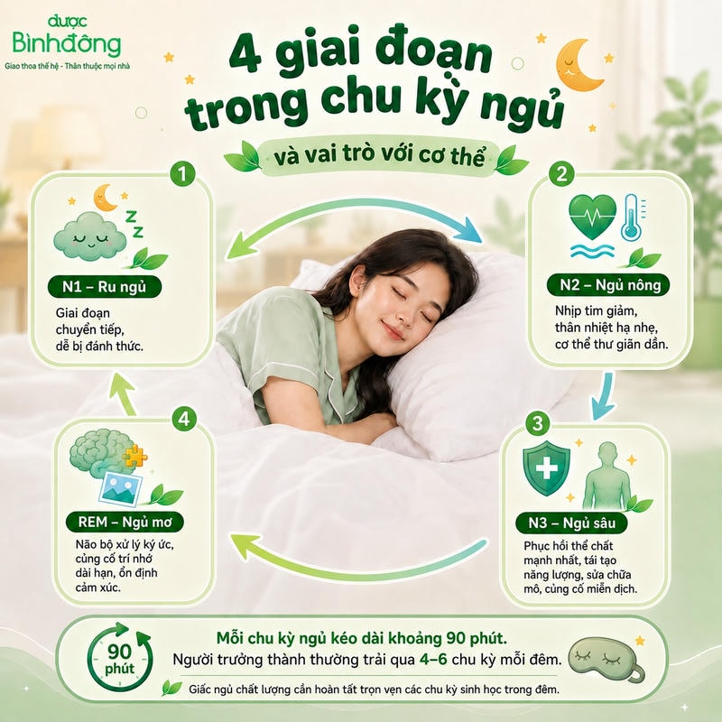 Infographic bốn giai đoạn N1, N2, N3 và REM nối tiếp thành chu kỳ ngủ quanh người đang ngủ.