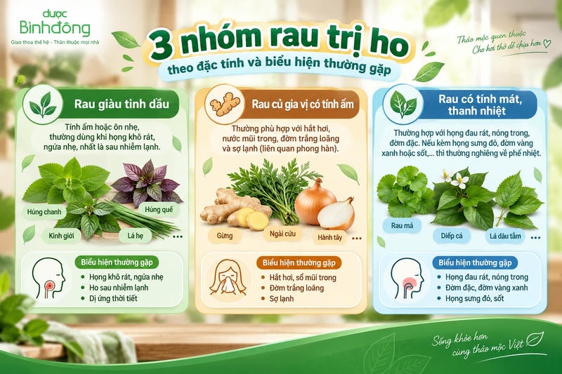: Infographic chia rau hỗ trợ giảm ho thành ba nhóm: giàu tinh dầu, tính ấm và tính mát, kèm nguyên liệu và biểu hiện thường gặp.