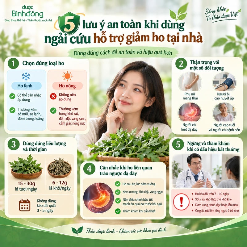 Infographic 5 lưu ý an toàn dùng ngải cứu hỗ trợ ho, từ chọn loại ho đến dấu hiệu cần khám.