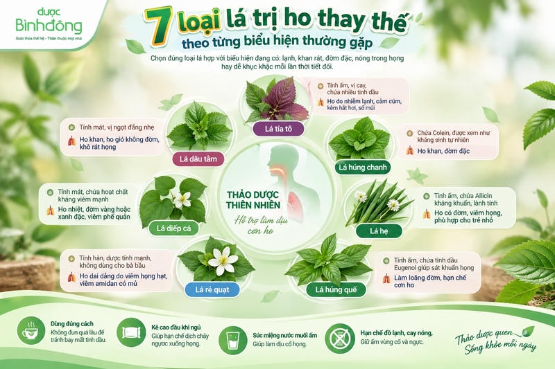 Infographic 7 loại lá trị ho gồm tía tô, húng chanh, hẹ, húng quế, diếp cá, rẻ quạt và dâu tằm, kèm đặc tính và biểu hiện ho tương ứng.