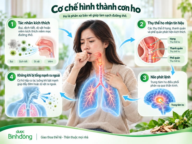 Sơ đồ 4 bước hình thành cơn ho: kích thích, thụ thể nhận tín hiệu, não phát lệnh, tống khí.