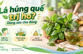 Thumbnail lá húng quế trị ho với húng quế tươi, trà thảo mộc, quất và đường phèn.