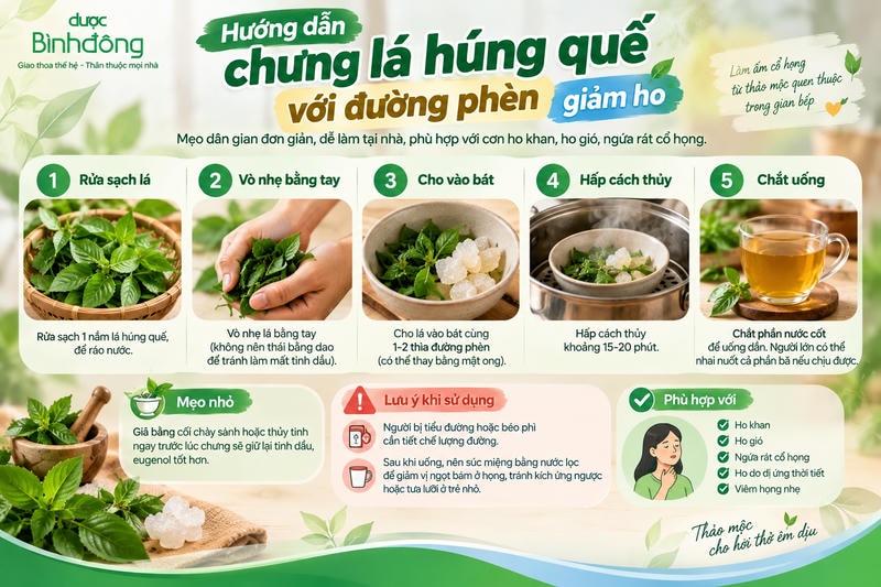 Infographic hướng dẫn chưng lá húng quế với đường phèn qua 5 bước: rửa lá, vò nhẹ, thêm đường phèn, hấp cách thủy 15–20 phút và chắt nước cốt để dùng.