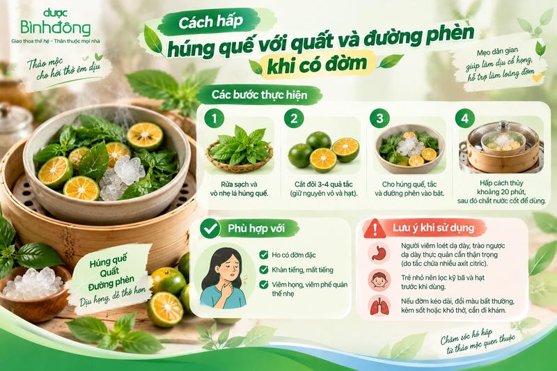 Infographic hướng dẫn 4 bước hấp húng quế với quất và đường phèn hỗ trợ ho có đờm.