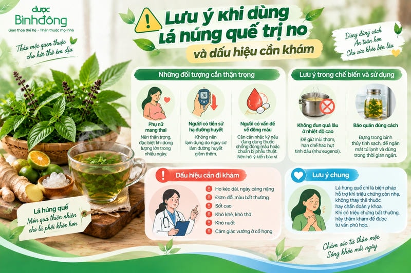 Infographic lưu ý khi dùng húng quế trị ho và các dấu hiệu cần đi khám.