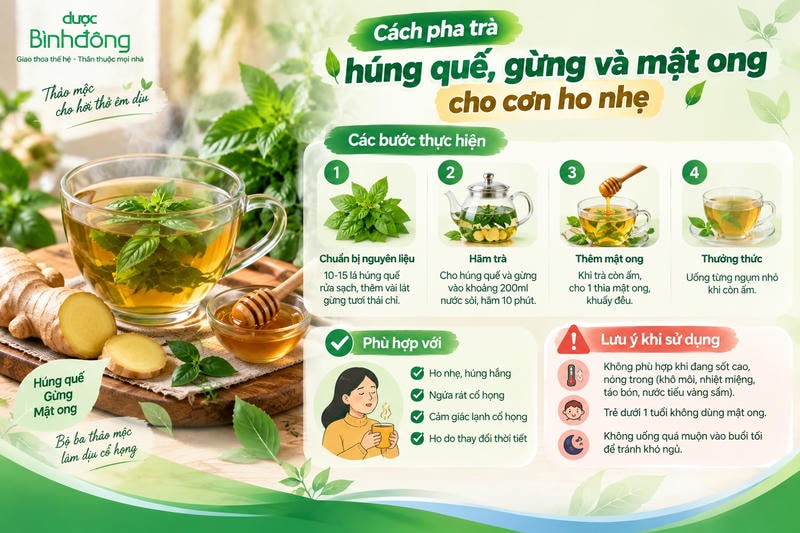 Infographic hướng dẫn 4 bước pha trà húng quế, gừng và mật ong hỗ trợ ho nhẹ.