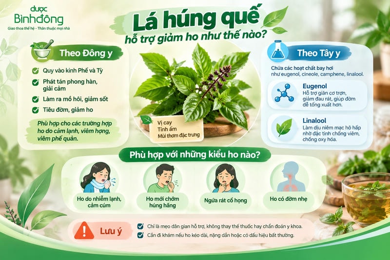 Infographic về húng quế theo Đông y, Tây y và các kiểu ho nhẹ phù hợp.