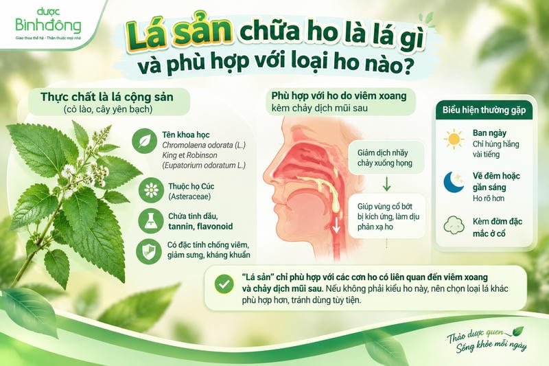 Infographic giải thích “lá sản” là lá cộng sản và minh họa ho liên quan viêm xoang, chảy dịch mũi sau gây kích ứng họng.