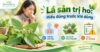 Thumbnail về lá sản trị ho với hình người đang ho, lá thảo dược và ba nội dung: kiểu ho phù hợp, các loại lá thay thế, lưu ý khi sử dụng.