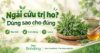 Thumbnail ngải cứu tươi, mật ong và nước ấm với headline “Ngải cứu trị ho? Dùng sao cho đúng”.