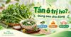 Thumbnail minh họa rau tần ô tươi và món tần ô chưng đường phèn. Nội dung giới thiệu 4 cách dùng, lưu ý và cách chăm sóc khi hỗ trợ giảm ho tại nhà.