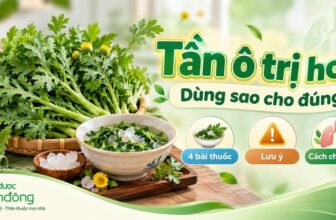 Thumbnail minh họa rau tần ô tươi và món tần ô chưng đường phèn. Nội dung giới thiệu 4 cách dùng, lưu ý và cách chăm sóc khi hỗ trợ giảm ho tại nhà.