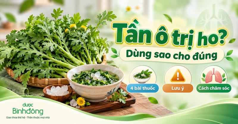 Thumbnail minh họa rau tần ô tươi và món tần ô chưng đường phèn. Nội dung giới thiệu 4 cách dùng, lưu ý và cách chăm sóc khi hỗ trợ giảm ho tại nhà.