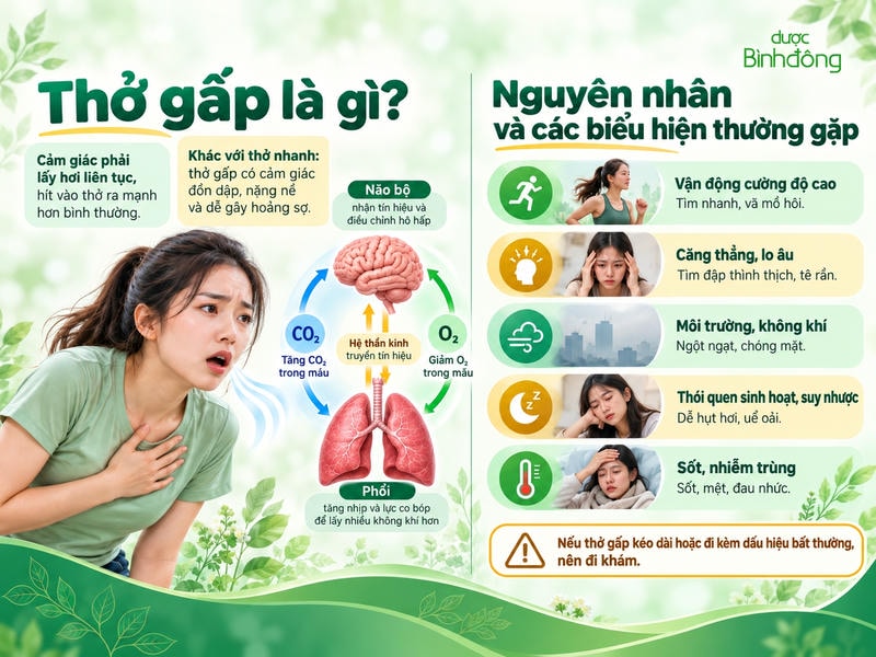 Infographic thở gấp gồm mô tả cảm giác, cơ chế não–phổi và năm nhóm nguyên nhân kèm biểu hiện.