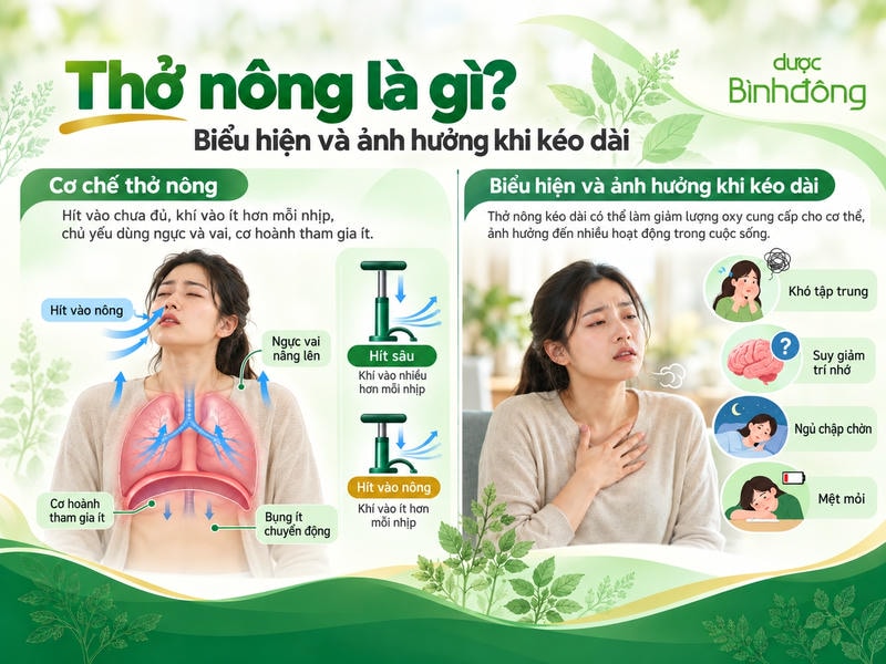 Infographic về thở nông: ngực và vai nâng lên, cơ hoành ít tham gia, kèm bốn ảnh hưởng kéo dài.