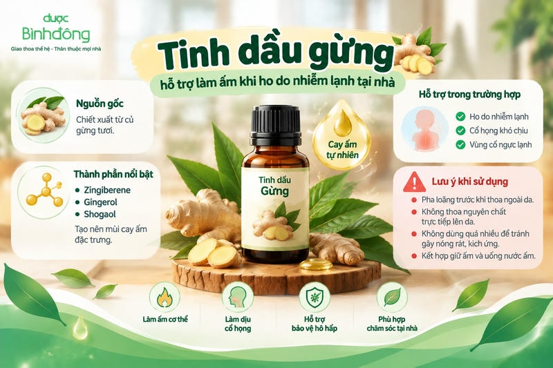 Infographic về tinh dầu gừng với các thành phần zingiberene, gingerol và shogaol, minh họa đặc tính cay ấm, hỗ trợ khi ho do nhiễm lạnh và lưu ý pha loãng trước khi thoa ngoài da.