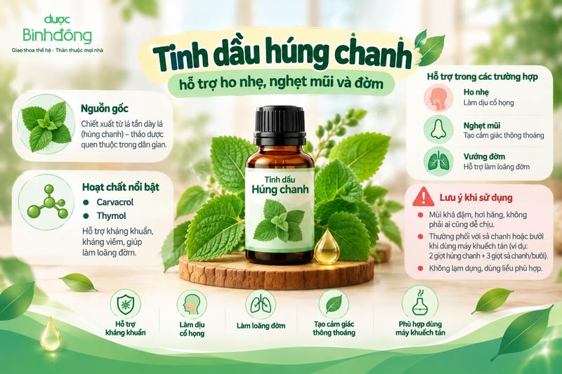 Infographic về tinh dầu húng chanh với carvacrol và thymol, minh họa hỗ trợ ho nhẹ, nghẹt mũi, vướng đờm và lưu ý khi sử dụng.