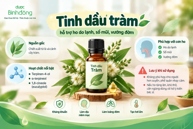 Infographic về tinh dầu tràm, gồm nguồn gốc từ lá và cành tràm; các hoạt chất terpinen-4-ol, α-terpineol, 1,8-cineole; hỗ trợ ho do lạnh, sổ mũi, vướng đờm và các lưu ý khi sử dụng.