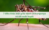 7 điều khác biệt giữa bệnh Chikungunya và sốt xuất huyết