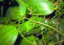 Top 10 cây thuốc nam chữa xương khớp giúp hệ xương chắc khỏe
