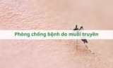 Phòng chống bệnh do muỗi truyền