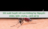 Sốt xuất huyết sốt cao không hạ: Nguyên nhân, biến chứng, cách xử lý