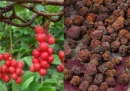 Ngũ vị tử: Đặc điểm, công dụng và cách sử dụng hiệu quả