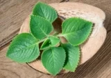 Húng chanh (Tần dày lá) có tác dụng gì?