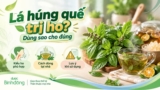 Lá húng quế trị ho: Cách dùng đúng cho từng kiểu ho nhẹ