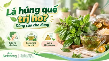 Lá húng quế trị ho: Cách dùng đúng cho từng kiểu ho nhẹ