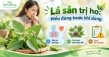Lá sản chữa ho là lá gì? Hiểu đúng trước khi dùng để tránh nhầm cây