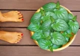 Hướng dẫn cách ngâm chân với Lá Lốt giúp giải độc, ngủ ngon, giảm đau nhức