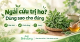 Ngải cứu trị ho: Cách dùng đúng cho ho lạnh và lưu ý cần tránh