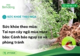 Sức khỏe theo mùa: Tai nạn do cây ngã mùa mưa bão: Cảnh báo nguy cơ và phòng tránh