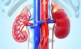 Thế nào là Thận khỏe? Cách nào bảo vệ Thận tốt nhất?